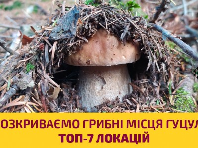 Розкриваємо секретні грибні місця гуцулів у Верховині: ТОП-7 локацій